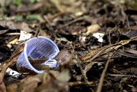 Co-responsabilidade no combate à dengue 